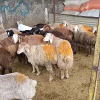 گوسفند زنده با قصاب مجرب باسکول دیجیتال