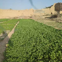 خرفه شاهی تربچه ریحون بنفش