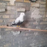 دمبی نر ماده شرط بسته خشکل کشیده وسرحال شرط تخم جو