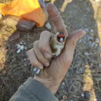 سهره نروماده|پرنده|رشت, رشتیان|دیوار