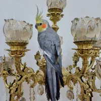 عروس هلندی