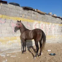 اسب عرب|اسب و تجهیزات اسبسواری|یزد, |دیوار