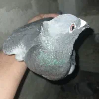 کبوتر مسافتی|پرنده|ملکان, |دیوار