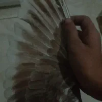 کبوتر|پرنده|ارومیه, |دیوار