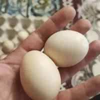 تخم مرغ لاری اصیل|حیوانات مزرعه|اردبیل, |دیوار