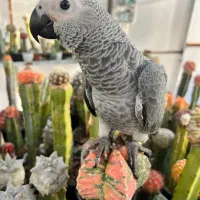 کاسکو|حیوانات|زنجان, |دیوار