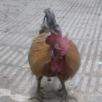 خروس|حیوانات مزرعه|لواسان, |دیوار
