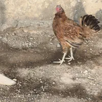اردک ، مرغ و خروس