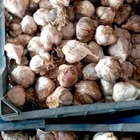 سیر بزری محلی.
