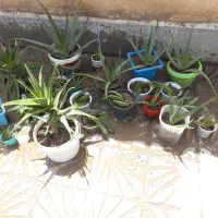 گل آلوئه‌ورا