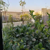 باغ و باغچه 250متر چهاردیواری|فروش زمین و ملک کلنگی|تهران, شهرک ولیعصر جنوبی|دیوار