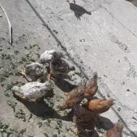 جوجه 3ماهه|حیوانات مزرعه|مسجد سلیمان, |دیوار