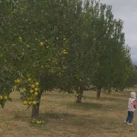 فروش باغ سیب ۲۰ ساله در روستای هفت اباد|فروش خانه و ویلا|سیلوانه, |دیوار