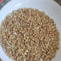 گندم