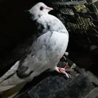 فروش کبوتر