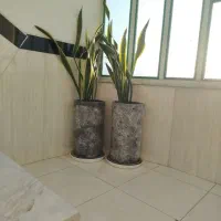 گل سانسوریا