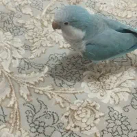 طوطی راهب آبی آرام و دستی