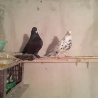 کود یا همان زیل کبوتر