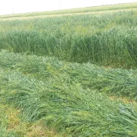 علف برمه یونجه کاه کلش پرس