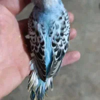 سرلاکی انگلیسی هلندی و ساده