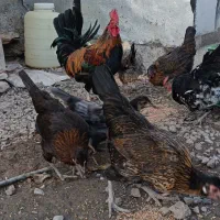 تخم مرغ کوردی نطفه دار