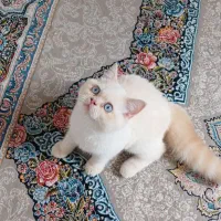 گربه|گربه|کرج, خرمدشت|دیوار