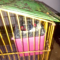 مرغ عشق ماده