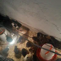 جوجه گلین|حیوانات مزرعه|یزد, |دیوار