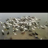 اردک 130 روزه محلی|حیوانات مزرعه|شلمان, |دیوار