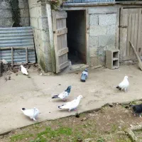 کبوتر پرشی|پرنده|صومعه‌سرا, |دیوار
