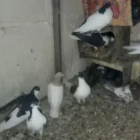 جفت کفتر ساده وچپ شماره تماس|پرنده|جلگه ماژان, |دیوار