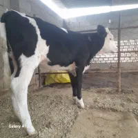 گوساله جنس ماده شیری