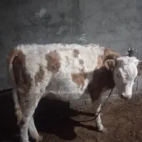 اصل سمیتال|حیوانات مزرعه|سیلوانه, |دیوار