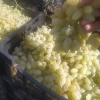 شیر انگور امسال