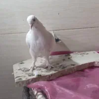 کبوتر نشون دار|پرنده|قم, پردیسان|دیوار