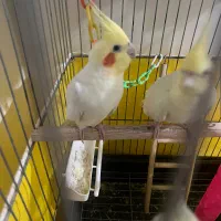 عروس هلندی