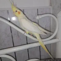 طوطی نر|پرنده|اردبیل, |دیوار