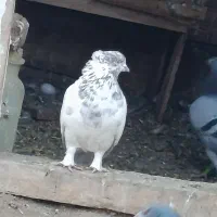 کبوتر باش سپه کاکلی پاپر شدید اویناق