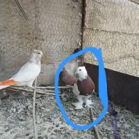 طوقی مهر معاوضه با سره بخون|پرنده|تهران, یافت آباد جنوبی|دیوار