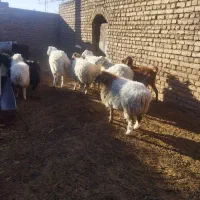 گوسفند فروشی|حیوانات مزرعه|کاخک, |دیوار