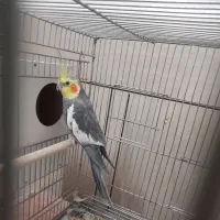 جفت عروس هلندی|پرنده|لار, |دیوار