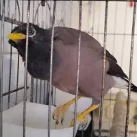 مرغ مینا دستی نر|پرنده|اهواز, گلستان|دیوار