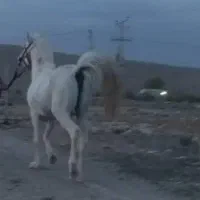 اسبسرحال