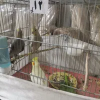 عروس هلندی|پرنده|قم, انسجام|دیوار