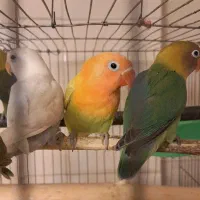 طوطی برزیلی