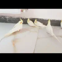 جفت عروس|پرنده|صحنه, |دیوار