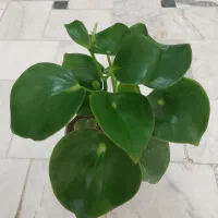 گل بنسای آدنیوم.قاشقی سبز.لب ماتیکی.قطره باران