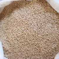 جو بومی برای  کشت خراک کبوتر گوسفند