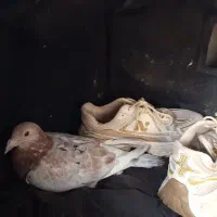 کبوتر گم شوده