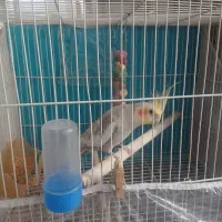 عروس‌هلندی‌سخنگو